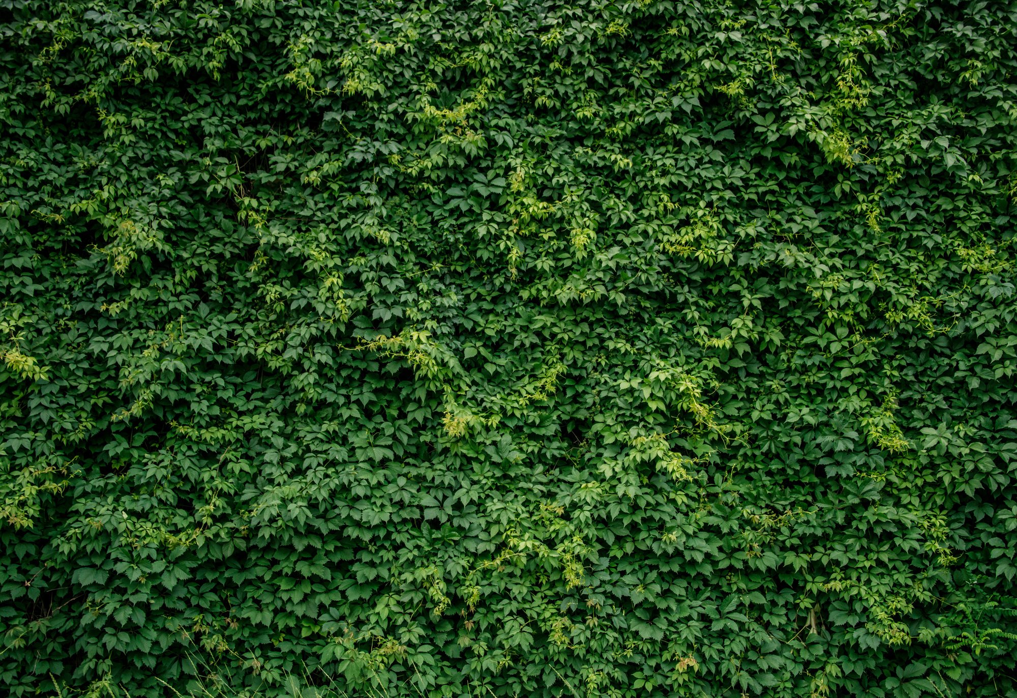 Green plants wall